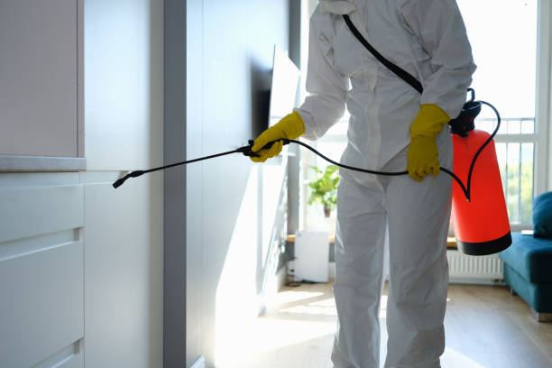 Attic Mold Removal in Gap, PA