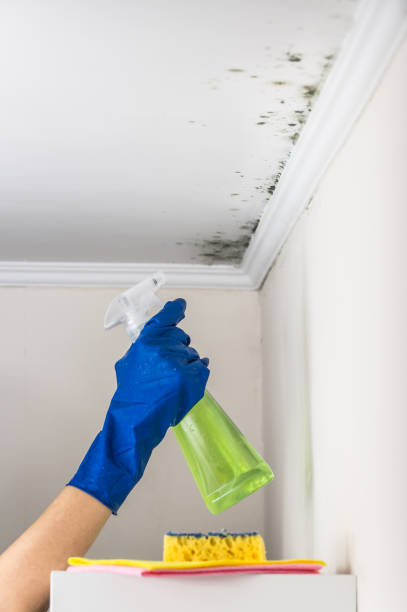 Best Office Mold Removal Services  in Gap, PA