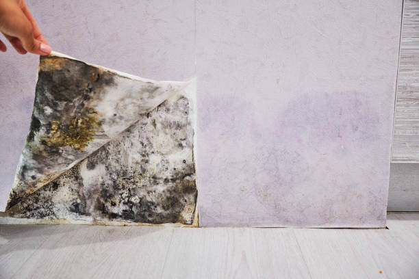Best Black Mold Removal  in Gap, PA